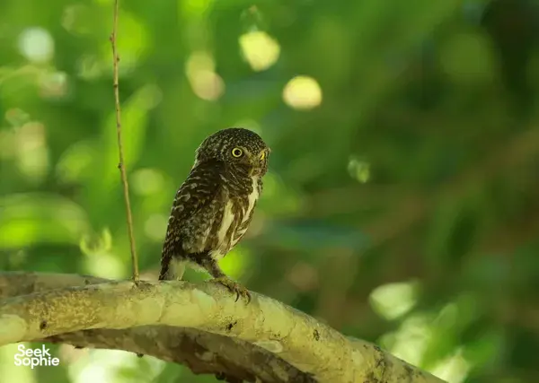 Speckled owl perched on a branch during Wildlife Safari Thailand’s expert birdwatching in Khao Yai National Park