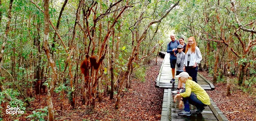 Seek Sophie option picture