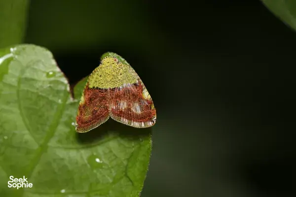 Discover Singapore's Hidden Insects with an Expert Entomologist
