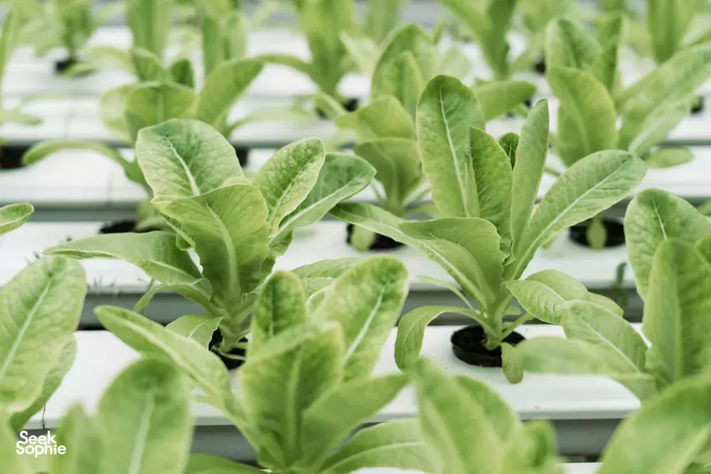 Seek Sophie option picture