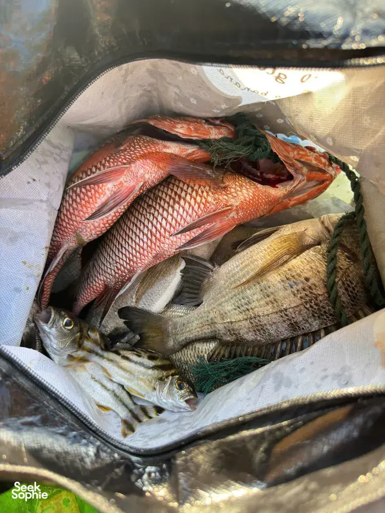 Seek Sophie option picture