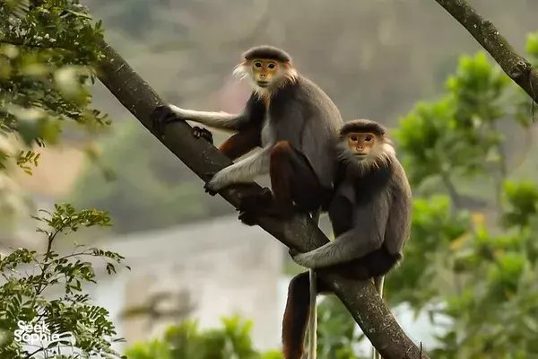 Douc langurs perched among tree branches, seen during a wildlife-spotting adventure in Da Nang forest