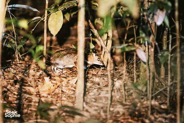 Trek Maliau Basin 5H4M | Menyelusuri Lost World Sabah