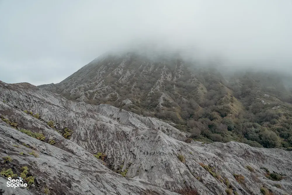 Seek Sophie option picture