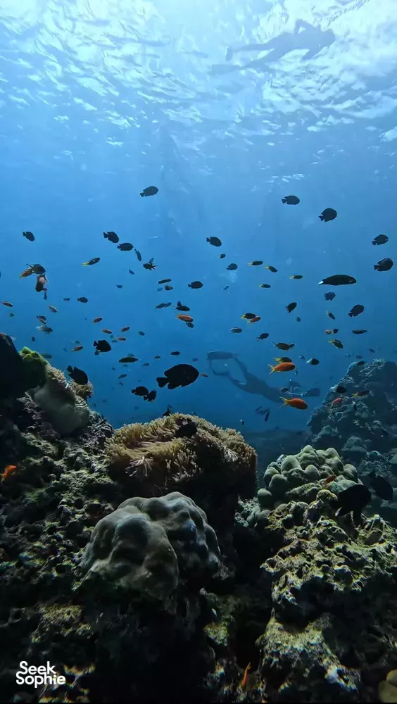 Seek Sophie option picture