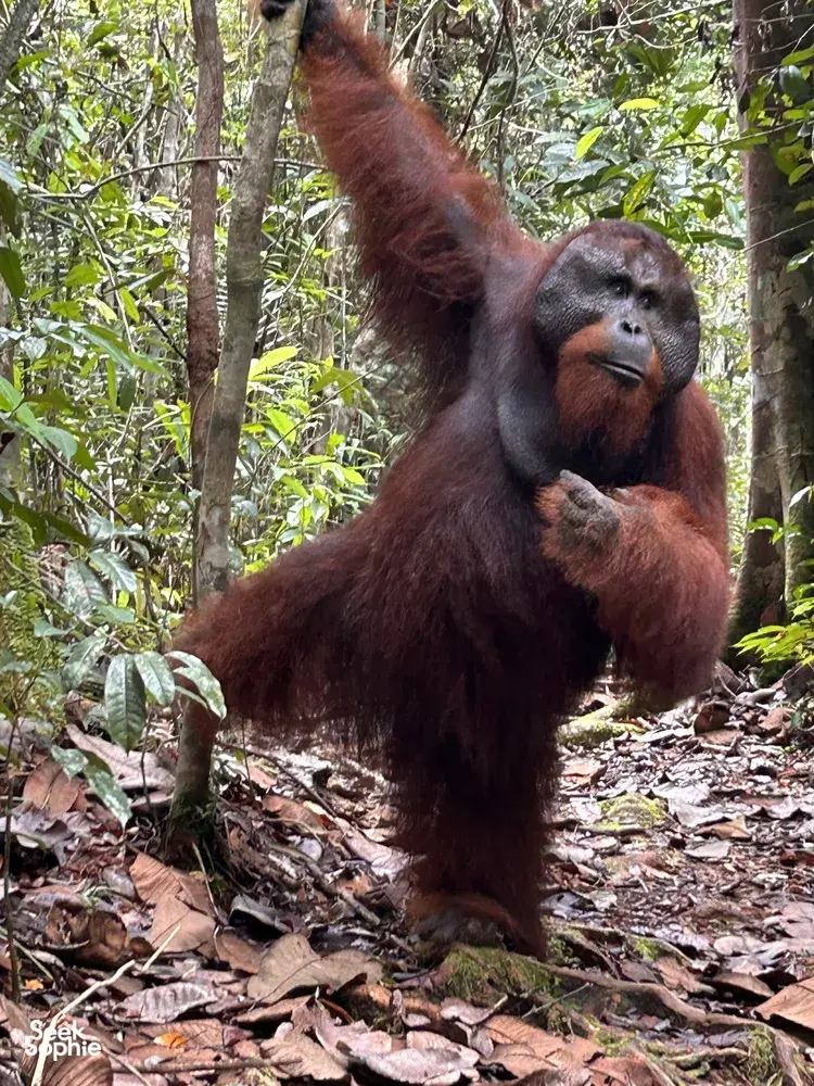 Seek Sophie option picture