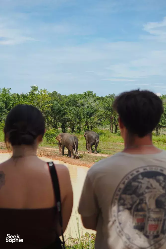 Seek Sophie option picture