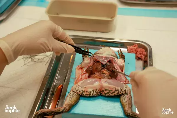 Pembedahan Katak bersama Pakar Hidupan Liar