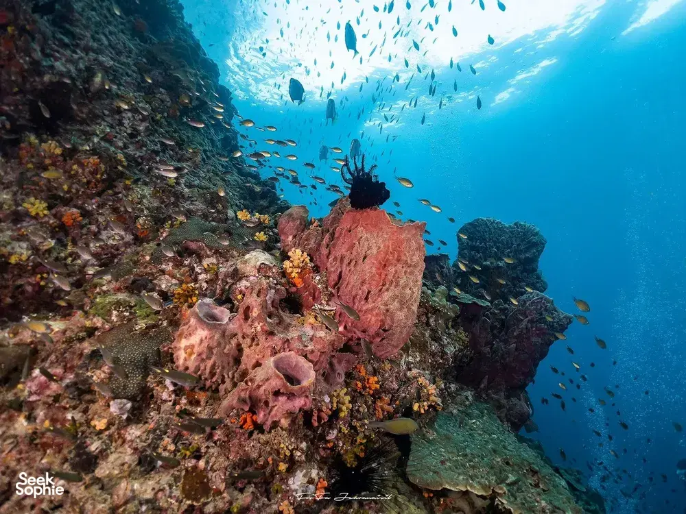 Seek Sophie option picture