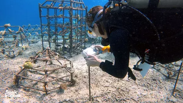 4 day reef conservation in Bali