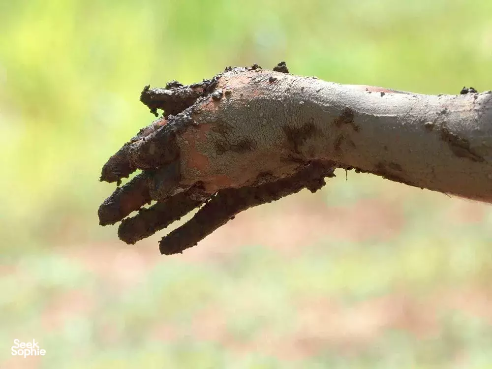 Seek Sophie option picture