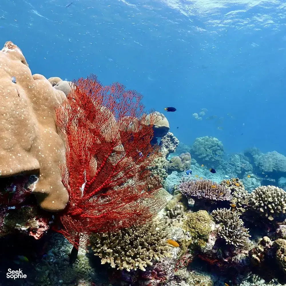 Seek Sophie option picture