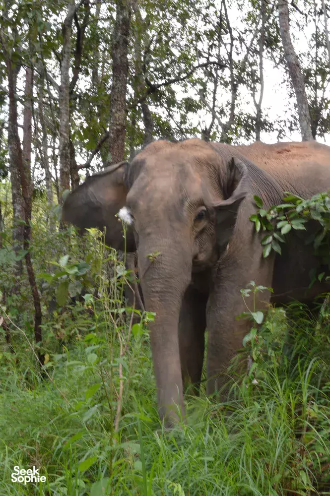 Seek Sophie option picture