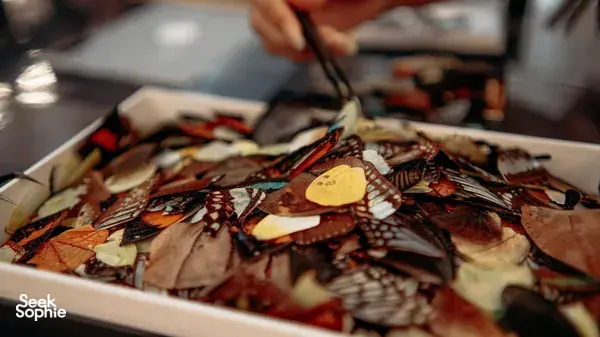 Transform Butterfly Wings into a Stunning Mandala Artwork