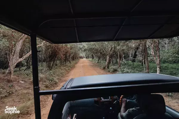 View from inside a safari jeep as it drives along a narrow dirt road through forest on a wildlife safari near Anuradhapura