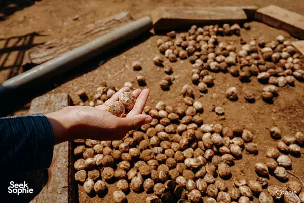 Hand holding small dried seeds over a wooden drying tray during Pergasingan Hill camping in Mt Rinjani, Lombok