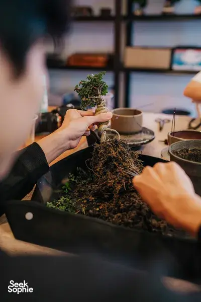 Hands picking and arranging a tropical bonsai in a pot during a Singapore workshop, with trays on the table — workshops in Singapore