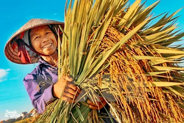 Vespa Ride To Hanoi Countryside Villages & Ancient Mythical Citadel