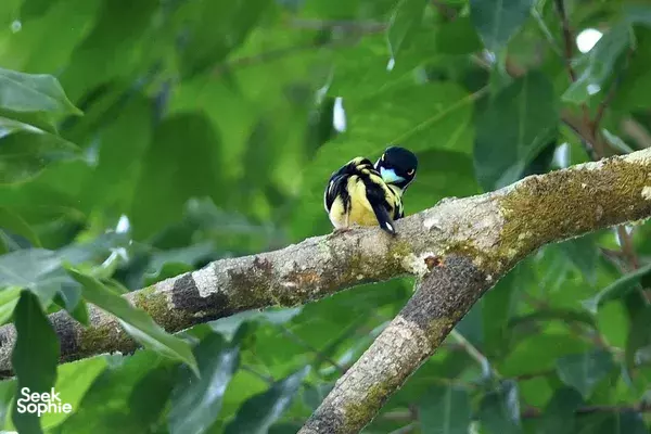 Private Half Day Bird Watching Walk at Khao Sok National Park 