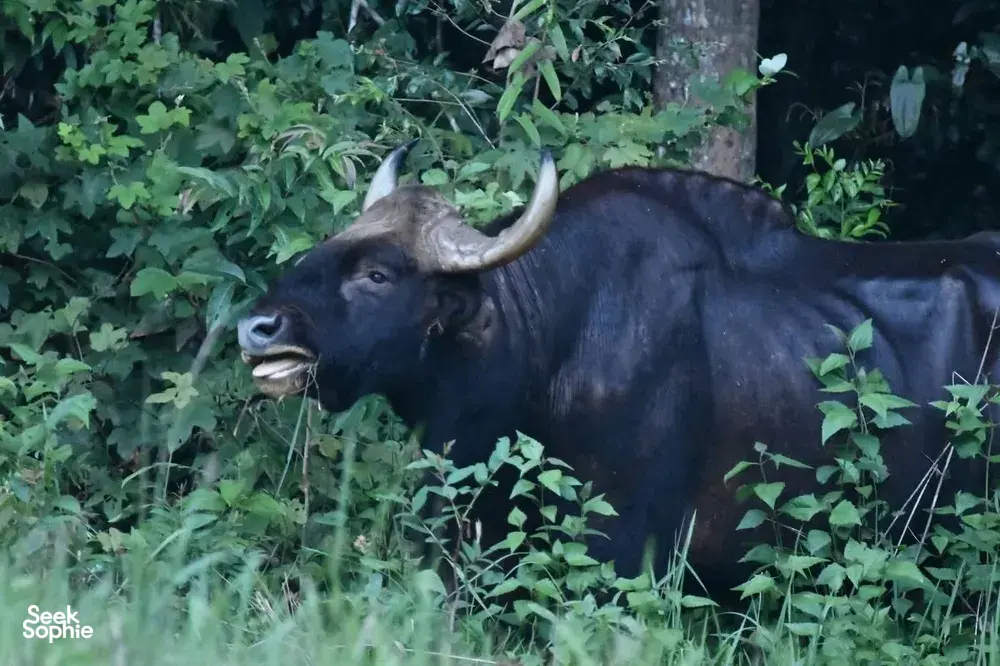 Water buffalo standing among roadside greenery in Khao Yai National Park as wildlife safari night-spotting begins