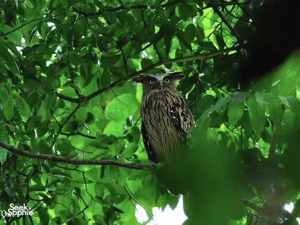 Private Half Day Bird Watching Walk at Khao Sok National Park 