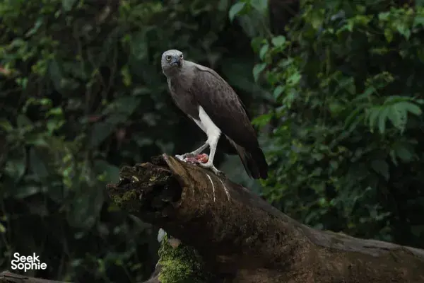 [SOLD OUT] Tracking One of the World’s Rarest Primates  