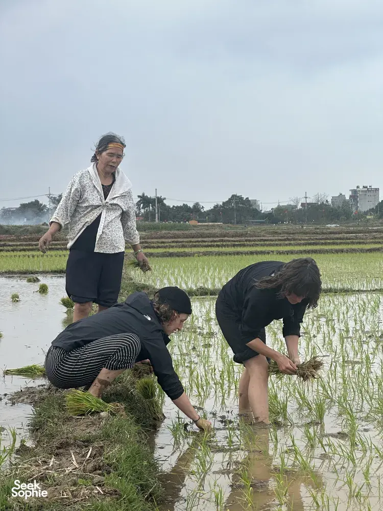 Hands-on rice planting in Duong Lam ancient village near Hanoi, as people kneel and stand in flooded paddies