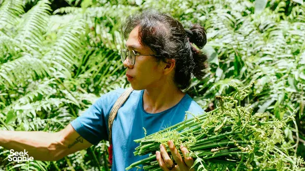 Local gardener in the rainforest at Ngapuh Homestead in Kuching gathering fresh green herbs from raised plants