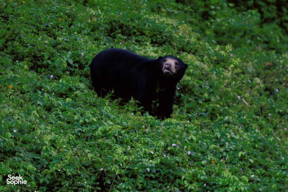 Seek Sophie option picture