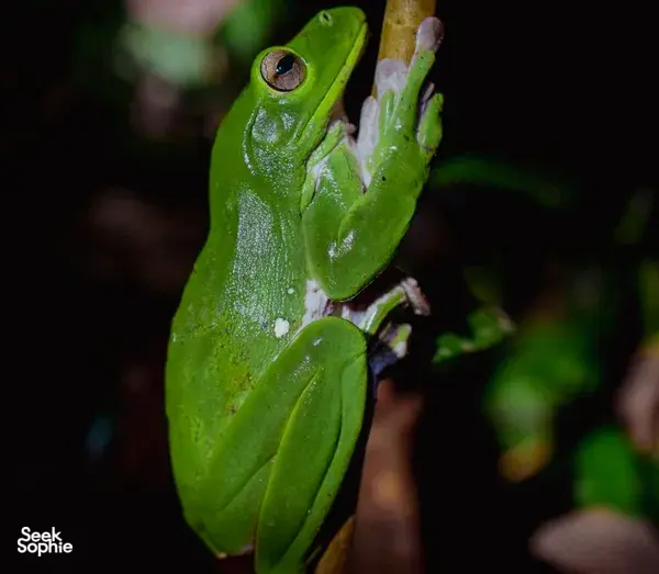 Hidden Jungle Night Walk in Phong Nha's Rainforest
