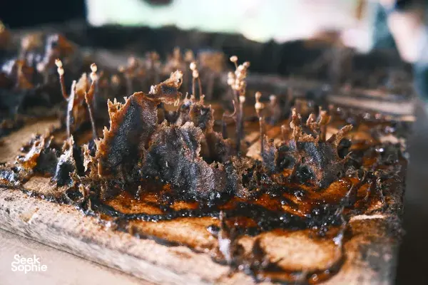 The Secret Life of Bees | Meet Unique Stingless Bee on Lombok Farm