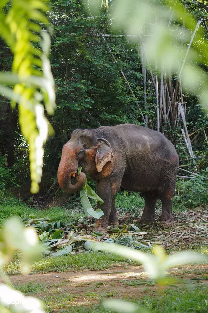 Seek Sophie option picture