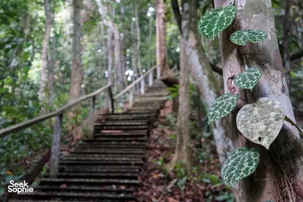 Leaf-shaped conservation ornament beside timber steps in the rainforest at Hilltop Lodge near the Kinabatangan River
