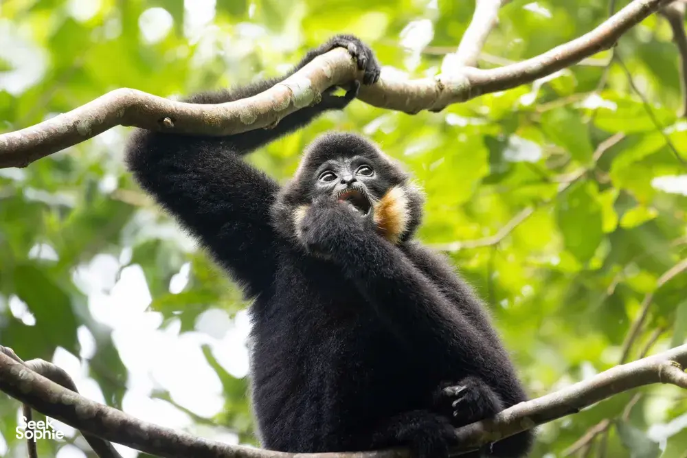 Private 3D2N Cat Tien | In-Depth Ethical Tour with Expert Naturalist