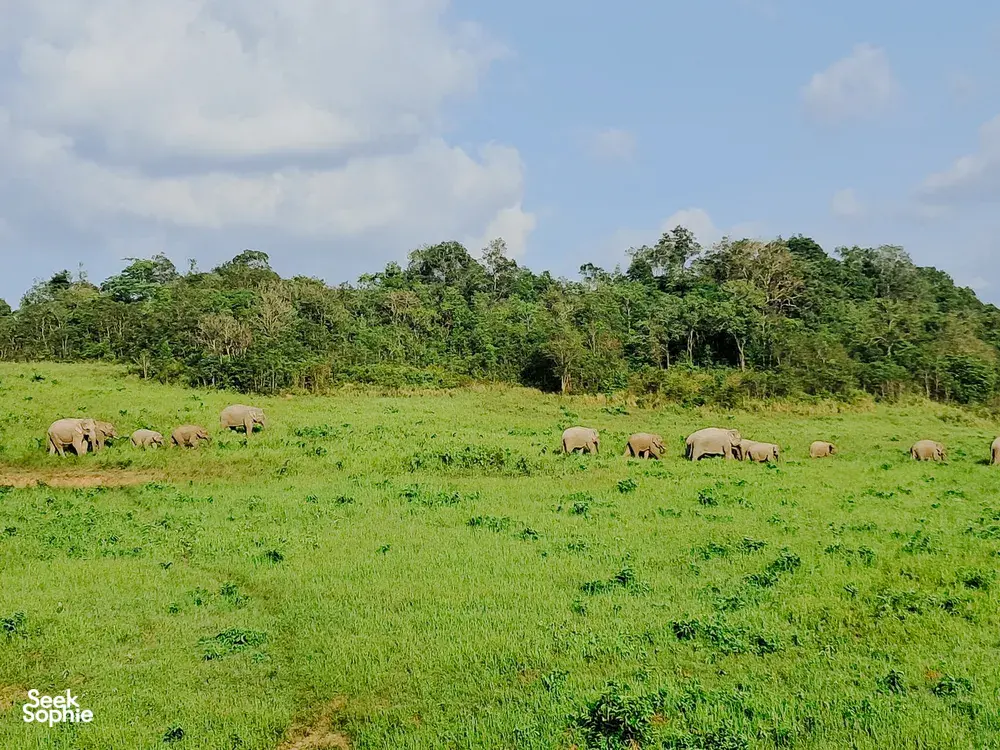 Herd of elephants grazing in a lush grassy clearing with rainforest trees behind it in Khao Yai