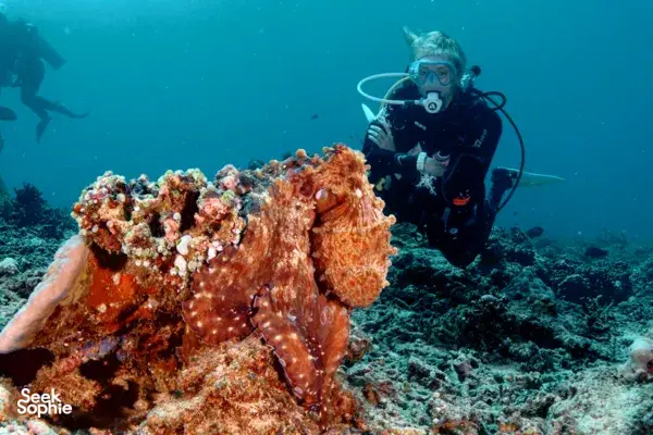 Coba Menyelam di Gili Trawangan | Tidak perlu pengalaman menyelam!