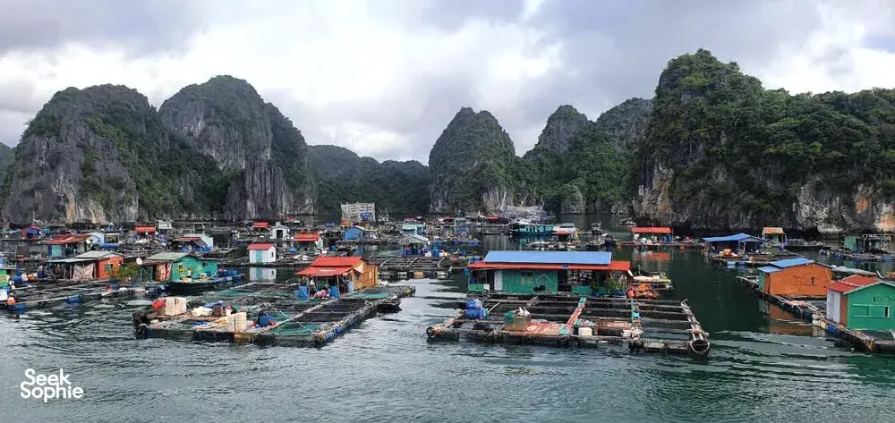 Seek Sophie option picture