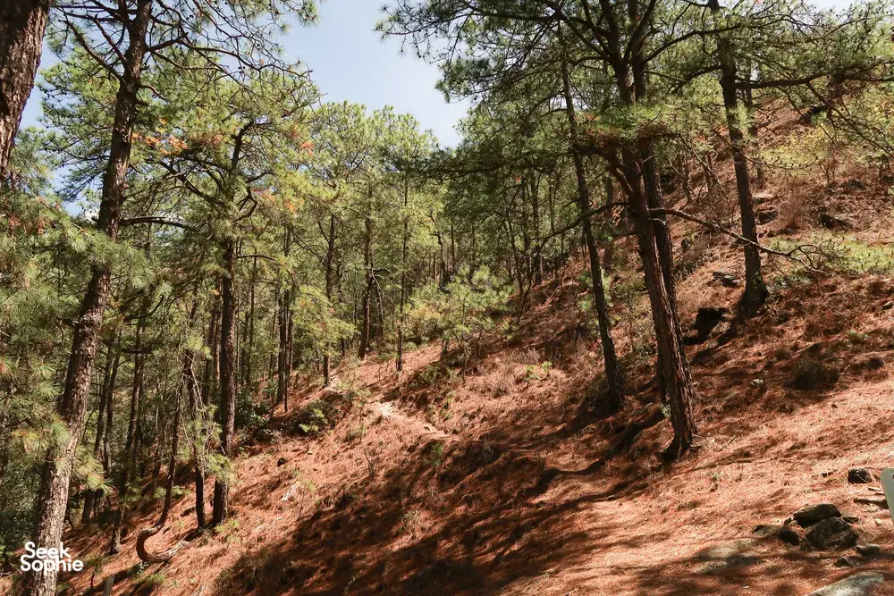 Quiet pine forest path with red-brown earth and rocky steps along the high route to Tiger Leaping Gorge in Lijiang