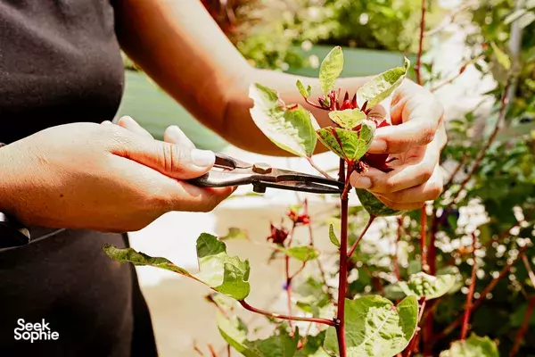 Garden-to-Table Workshop: Tea, Sodas & Roselle