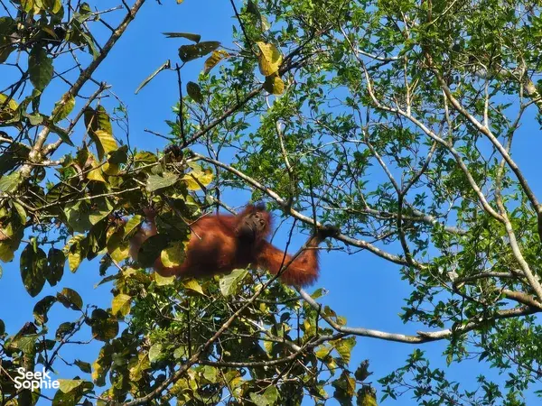 2D1N Kinabatangan Jungle Camp & River Safari – Offbeat & Community-Led