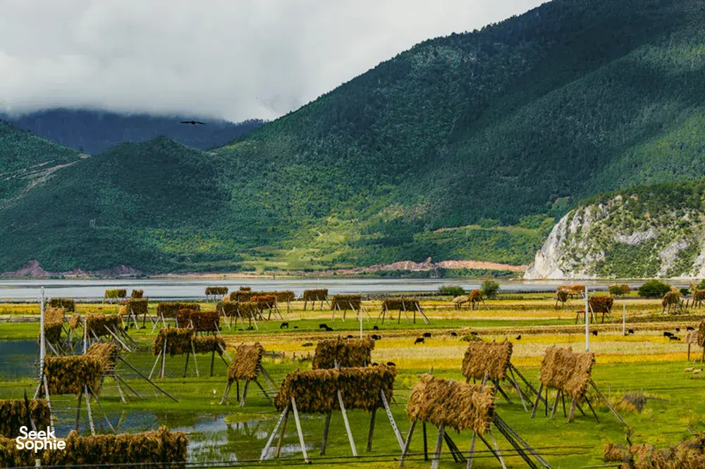 Thatched hay drying across farmland beside Napa Lake, with green mountains and misty clouds in Shangri-La