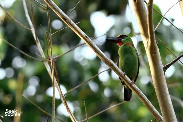 Discover Khao Sok’s Birdlife with a Local Birdwatching Expert