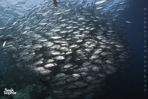 Dense school of silver fish in deep blue water, seen on a Seaventures Dive Rig dive trip off Semporna