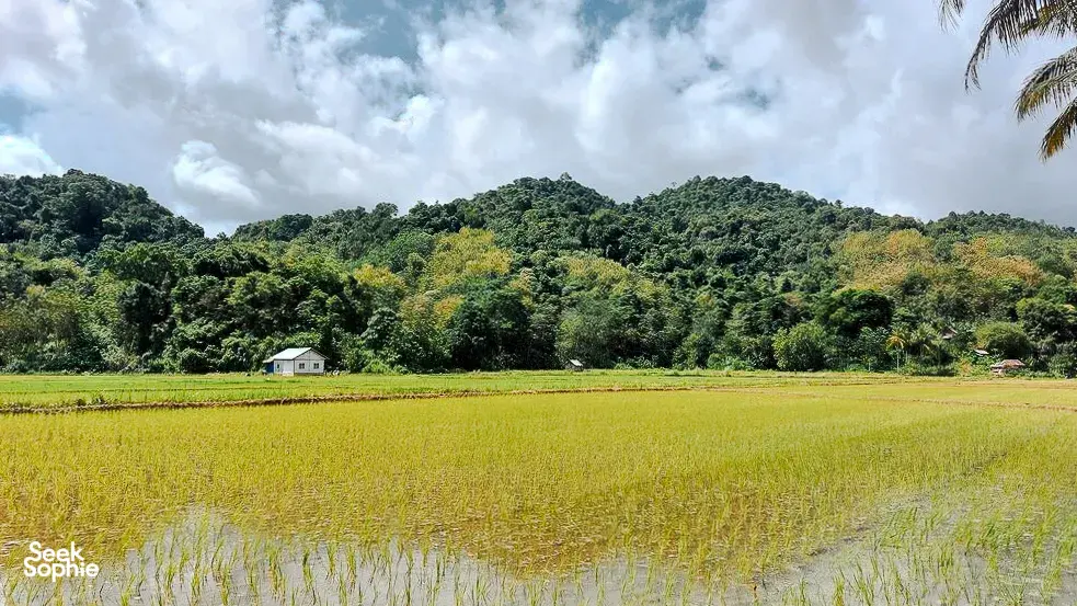 Golden-green rice fields stretching to a small house and forested hills under cloudy sky on a village day trip in Labuan Bajo