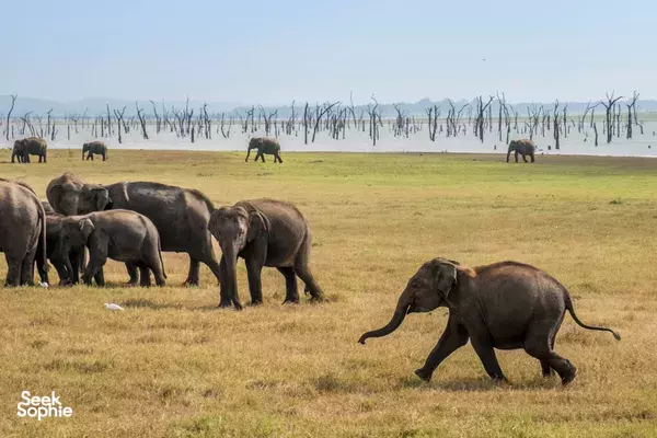 Kaudulla National Park | Morning Safari