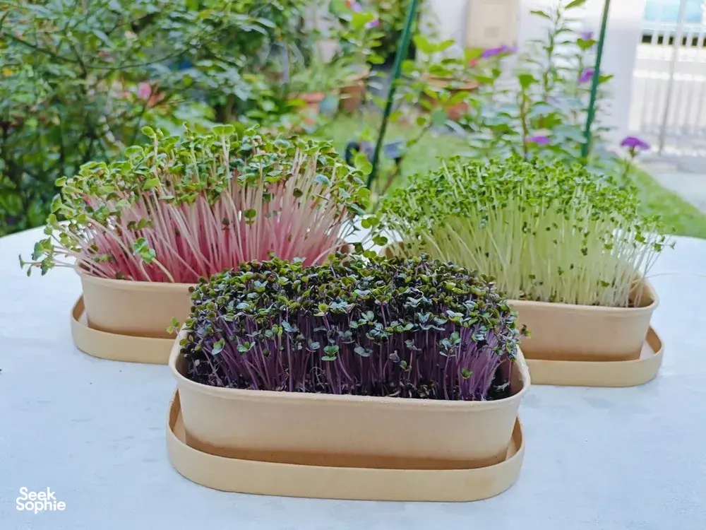Colourful microgreens in stacked wooden growing boxes for Urban Green Dot’s hands-on grow-your-own microgreens workshops in Singapore