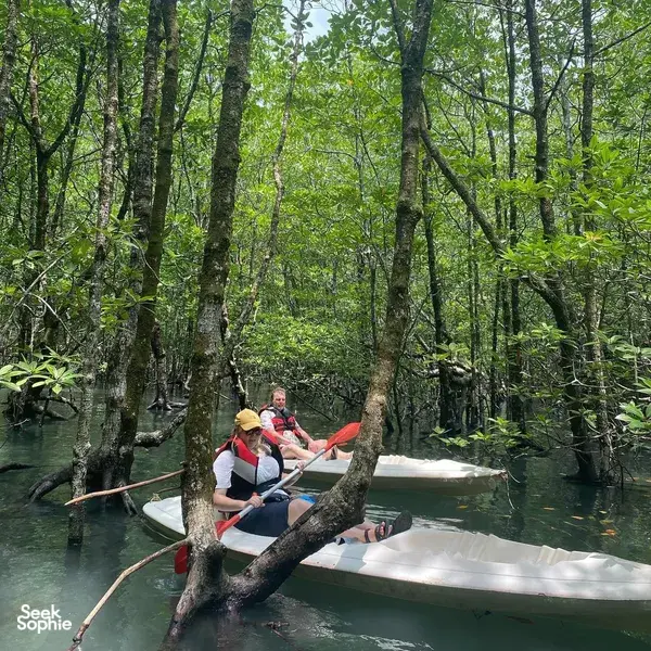 Rowing through Kilim Geoforest mangroves in Langkawi on kayaks, guided by a naturalist guide among towering trees
