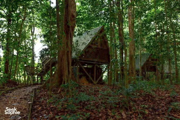 Rustic wooden jungle lodge hut screened by dense rainforest near Sandakan for a quiet river safari stay on the Kinabatangan River