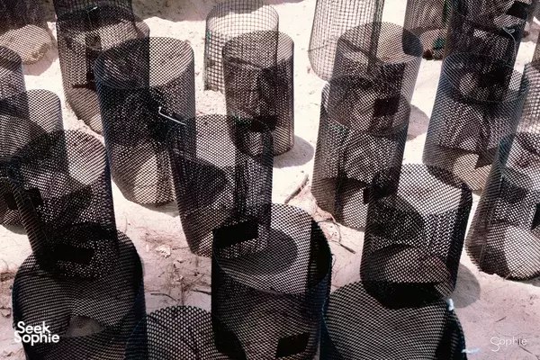 Full-Day Borneo Wildlife & Conservation | Dolphins + Turtle Rescue