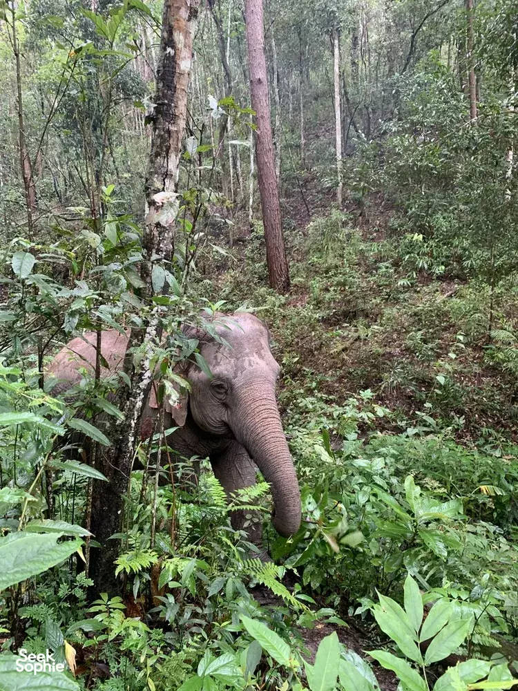 Seek Sophie option picture